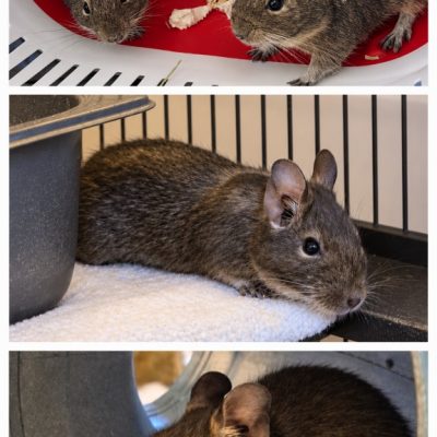 Degus