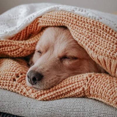 Dog-Sleeping
