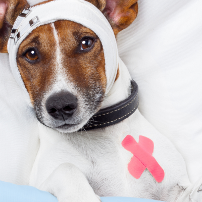 Dog first aid (1)