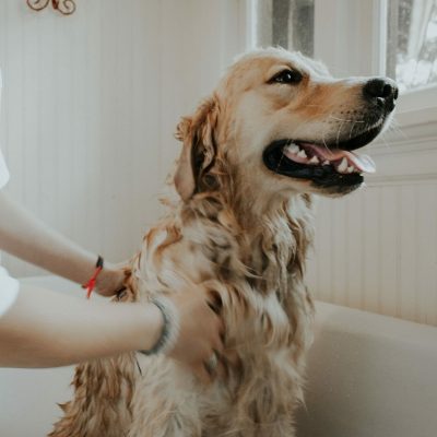 Dog-grooming
