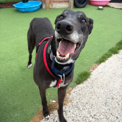 Duke greyhound