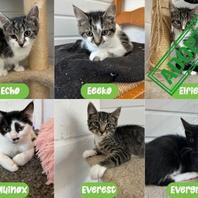 Effie-kittens