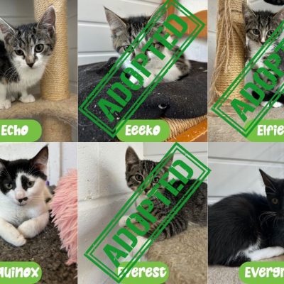 Effie-kittens