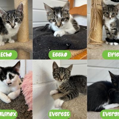 Effie kittens