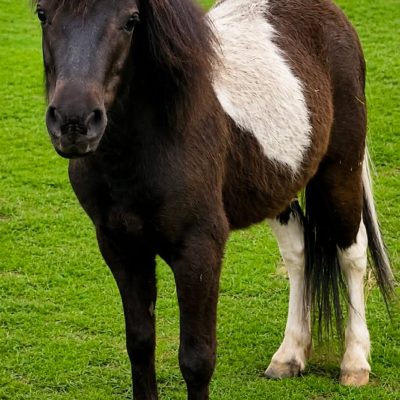Elvis