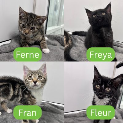 Faith's kittens