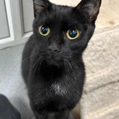 Francine