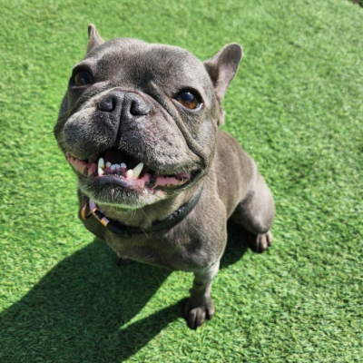 Frankie
