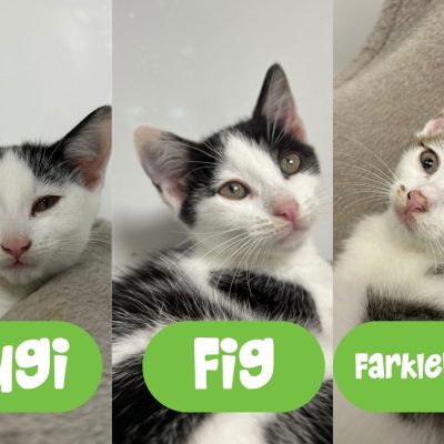 Fruity kittens