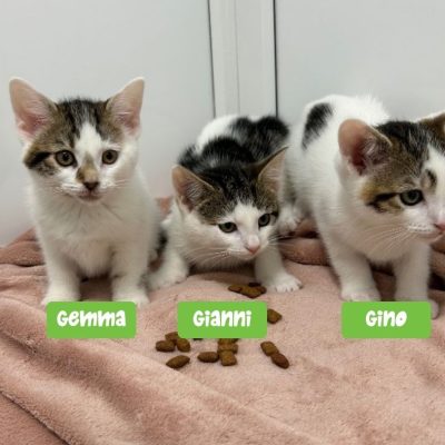 G Litter