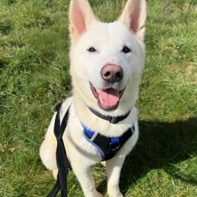 Hachi