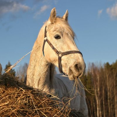 Horse-eating