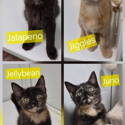 Junie kittens