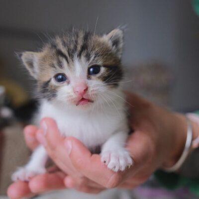 Kitten