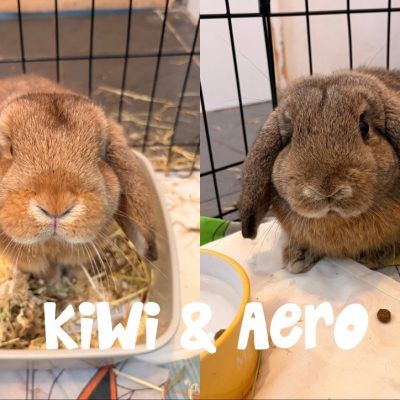 Kiwi & Aero