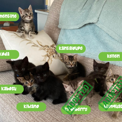 Kiwis kittens