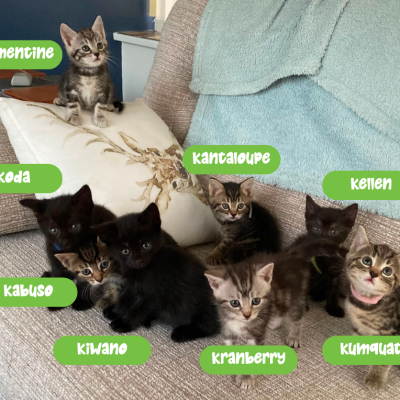 Kiwis kittens