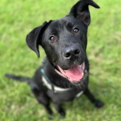Koda
