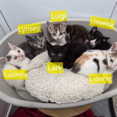 Lolo kittens