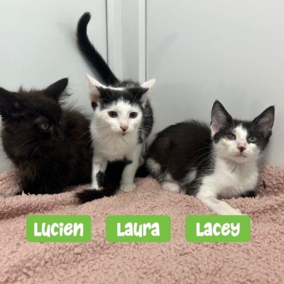 Lucien, Laura, Lacey