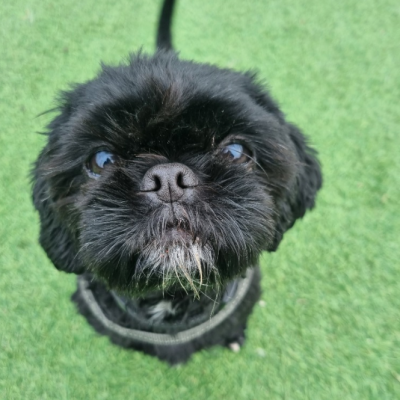 Lulu