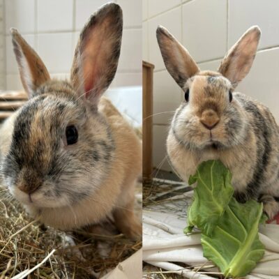 Luna and Willow