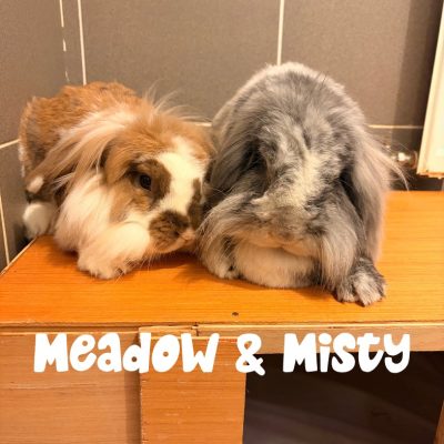 Meadow & Misty