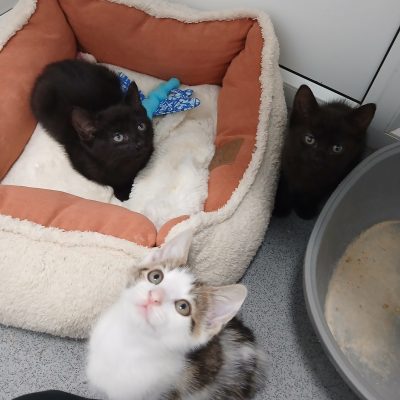 Meg, Chris and Stewie