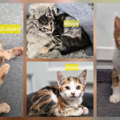 Meme kittens