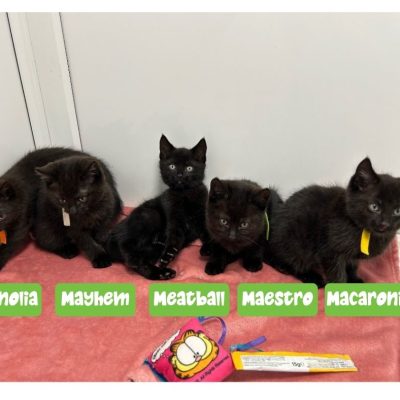 Mittens kittens