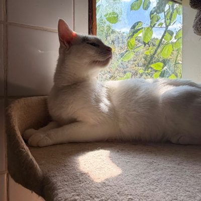 Mochi