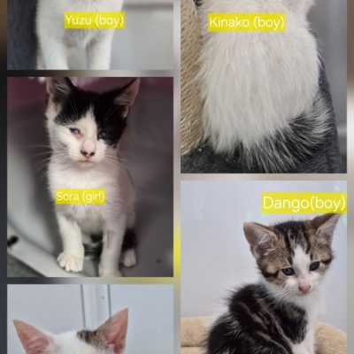 Mochi kittens