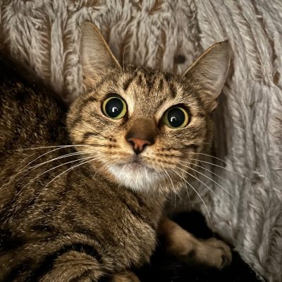 Nala