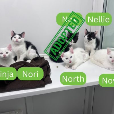 Nettle kittens