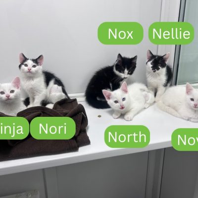 Nettle's kittens
