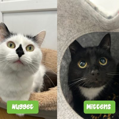Nugget and Mittens