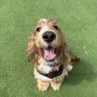 Ollie spaniel
