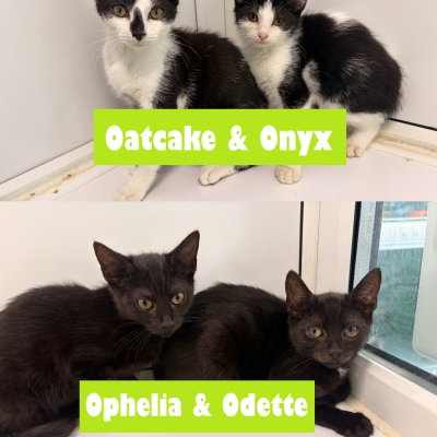 Opal Kittens