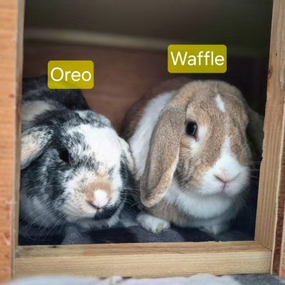 Oreo&Waffle