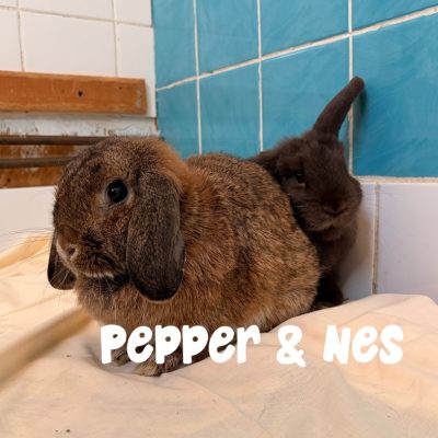 Pepper & Nes