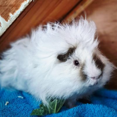 Percy