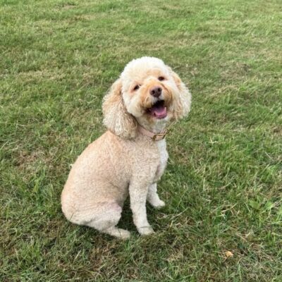Pippin