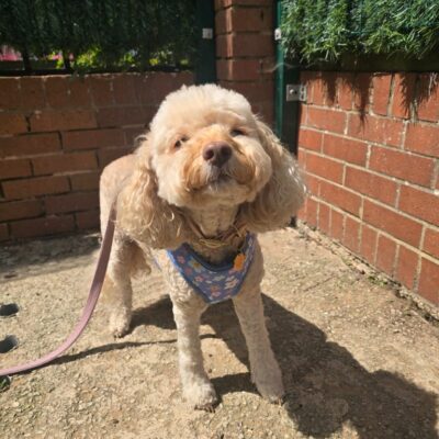 Pippin