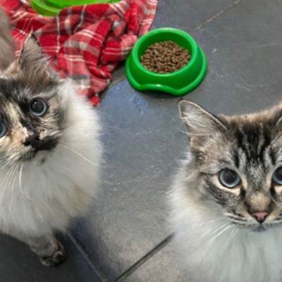 Pixie and Dixie updated