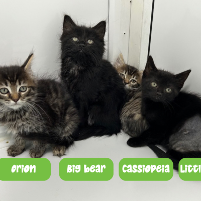 Quinny's kittens