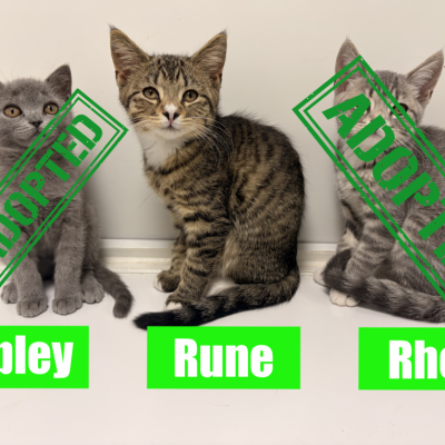 R Litter