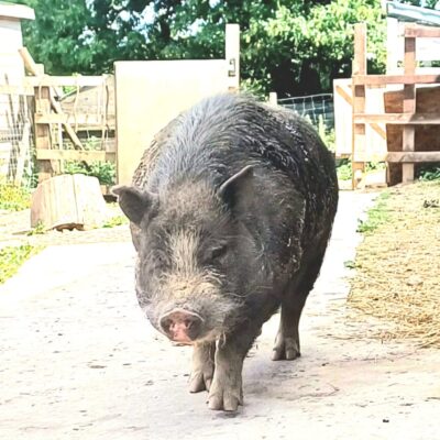 Rasher