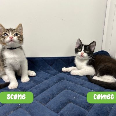 Scone and Comet