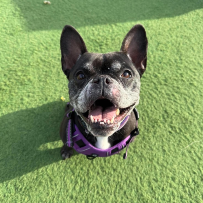 Stella