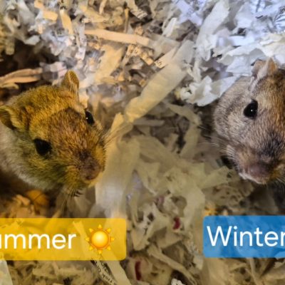 SummerWinter